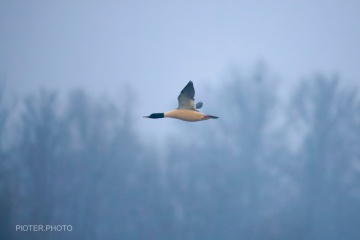 x-_DSC5444-topaz-denoiseraw-sharpenw_1024