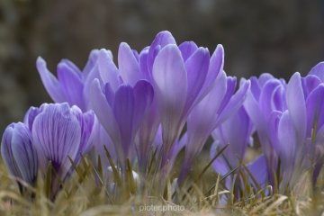 Krokusy